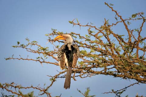 Zulu Nyala - Bird Viewing