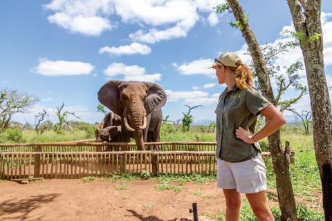 Zulu Nyala - Elephant Interaction