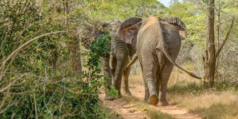 Zulu Nyala - Tembe Elephant Park