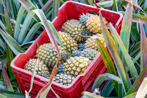 Zulu Nyala - Pineapple Farm